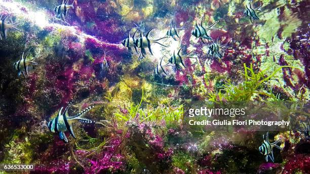 group of banggai cardinalfish at an acquarium - acquarium stockfoto's en -beelden