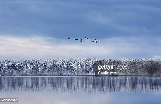 winter landscape - forest sweden stock pictures, royalty-free photos & images