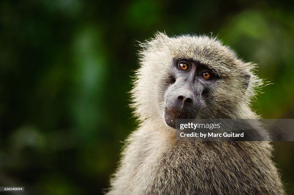 Olive Baboon (Papio anubis), Lake Manyara National Park, Tanzania