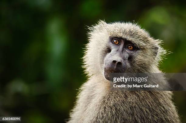 olive baboon (papio anubis), lake manyara national park, tanzania - anubis stock pictures, royalty-free photos & images