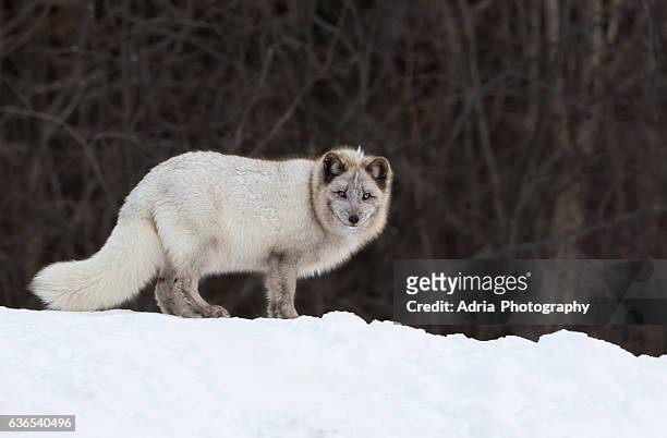 arctic fox - fox ストックフォトと画像