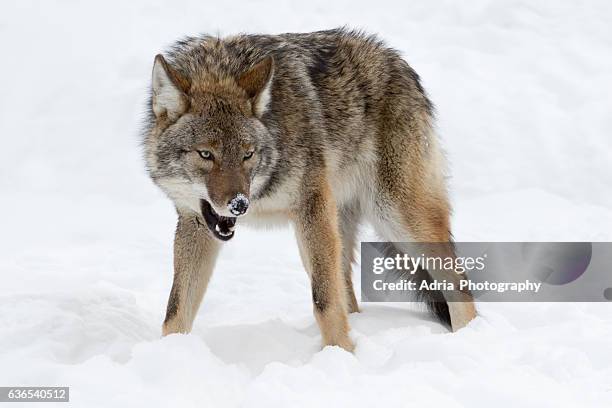 wolf agression, canada - agressive wolf ストックフォトと画像