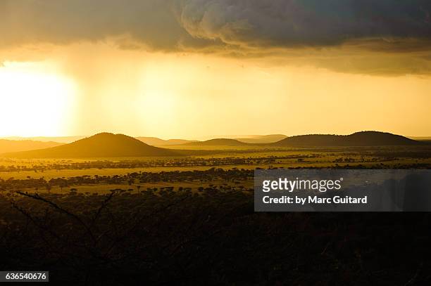 golden sunset, serengeti national park, tanzania - rift valley stock pictures, royalty-free photos & images