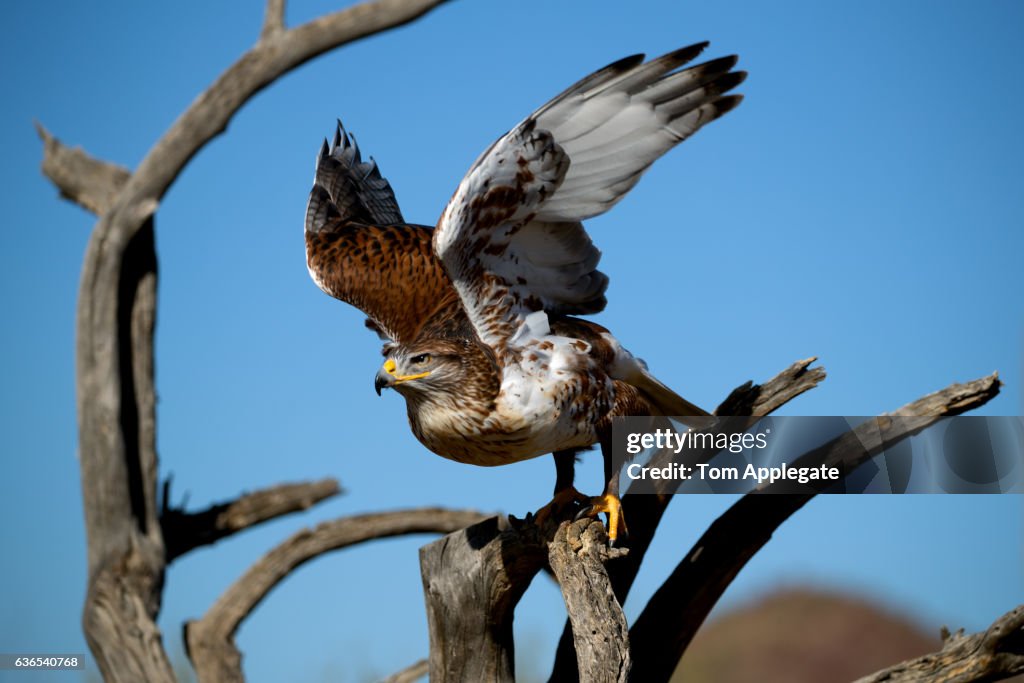 Harris's hawk