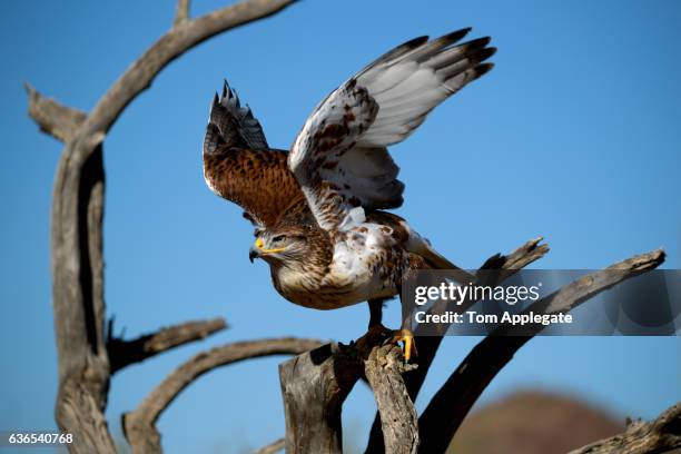 harris's hawk - arizona bird stock-fotos und bilder