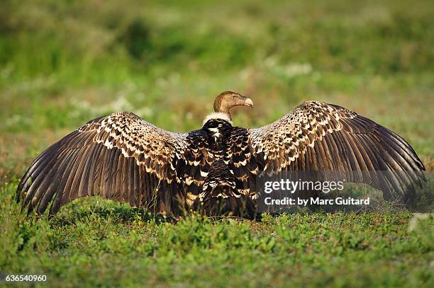 rüppell's griffon vulture (gyps rueppellii), ndutu, ngorongoro conservation area, tanzania - ruppells griffon vulture stockfoto's en -beelden