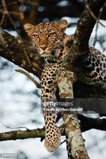 leopard (panthera pardus), ndutu, ngorongoro conservation area, tanzania - ngorongoro foto e immagini stock
