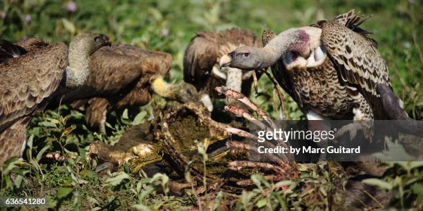 rupell's griffon vultures (gyps rueppellii), ndutu, ngorongoro conservation area, tanzania - ruppells griffon vulture stockfoto's en -beelden