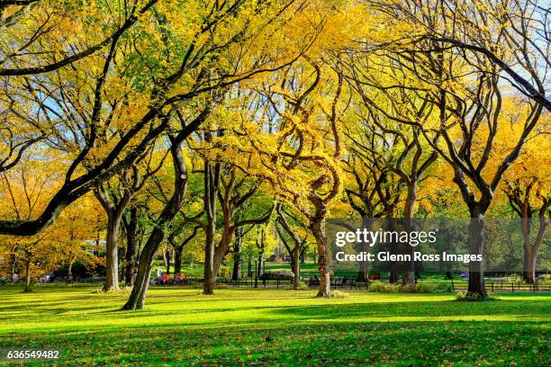 american elms central park - ulmaceae stock pictures, royalty-free photos & images