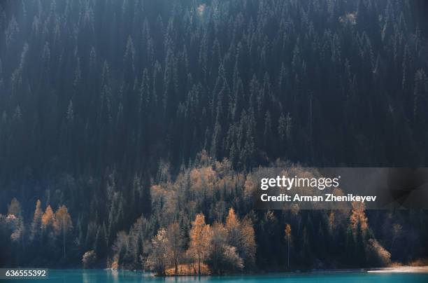 lake with forest at autumn. ontario. canada - muskoka stock pictures, royalty-free photos & images