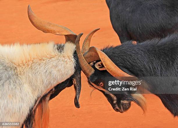 Butting 49 Goat Butting Stock Photos, High-Res Pictures, and Images - Getty Images