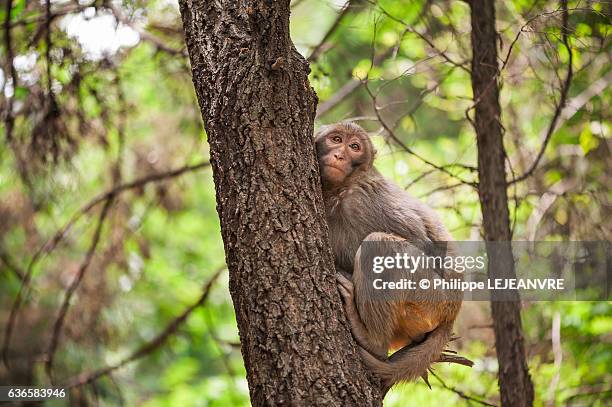 rhesus macaque sitting on a branch in lushan mountain - xichang - china - lushan china stock-fotos und bilder