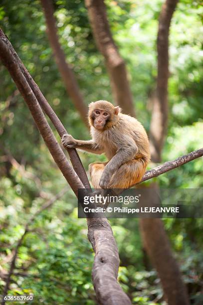 rhesus macaque sitting in a tree in lushan mountain - xichang - china - lushan china stock-fotos und bilder
