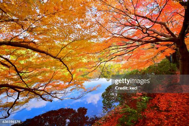 autumn colors ／japan - las cuatro estaciones fotografías e imágenes de stock