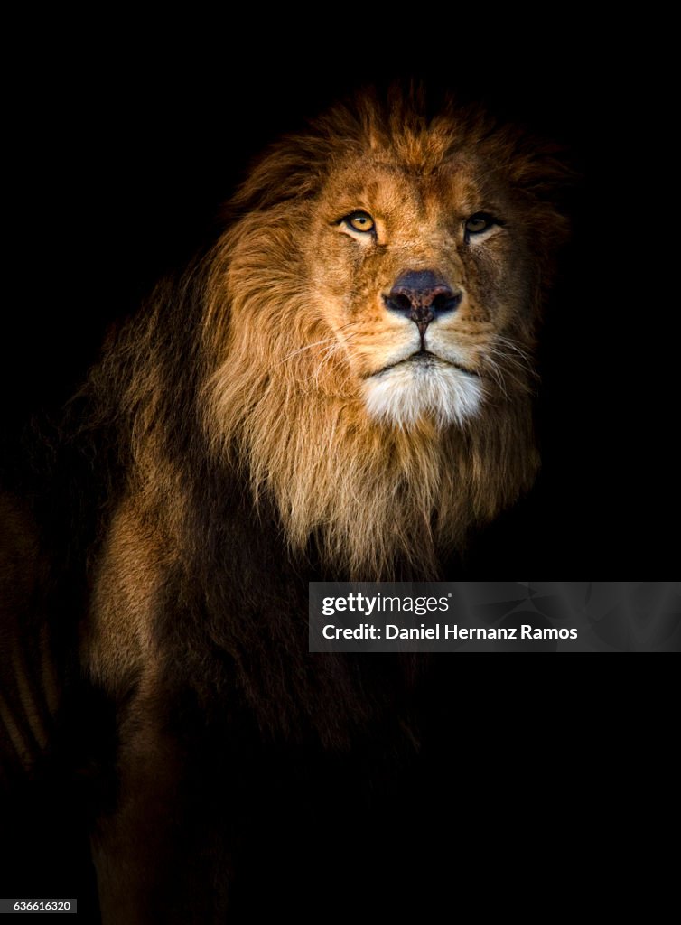 Close up of a lion portrait looking at camera with back background.