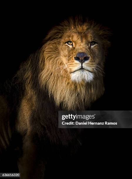 close up of a lion portrait looking at camera with back background. - huntmaster stock pictures, royalty-free photos & images