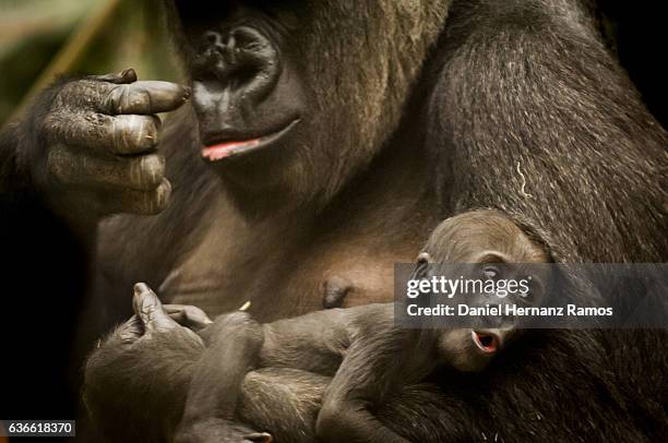 baby gorilla in his mother's arms - animal family ストックフォトと画像