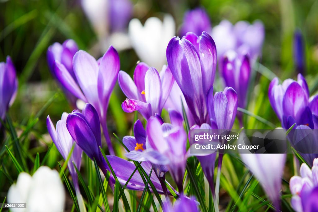 Crocus in Spring growing in ambleside church yard, Lake District, UK.