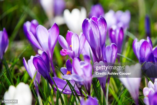crocus in spring growing in ambleside church yard, lake district, uk. - crocus stock pictures, royalty-free photos & images