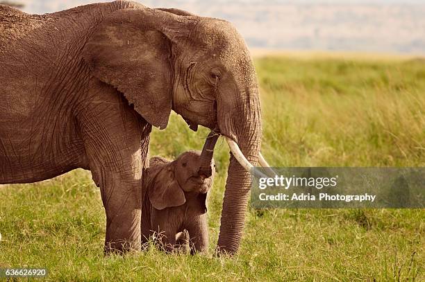 elephant with baby, masai mara, kenya - east africa ストックフォトと画像
