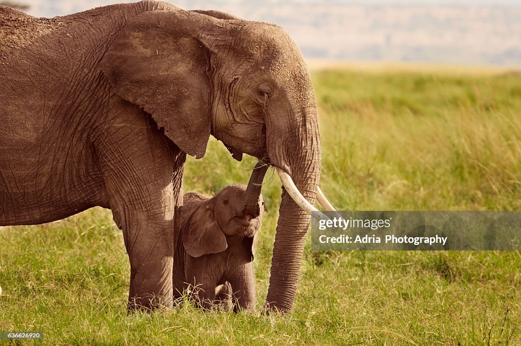 Elephant with baby, Masai Mara, Kenya