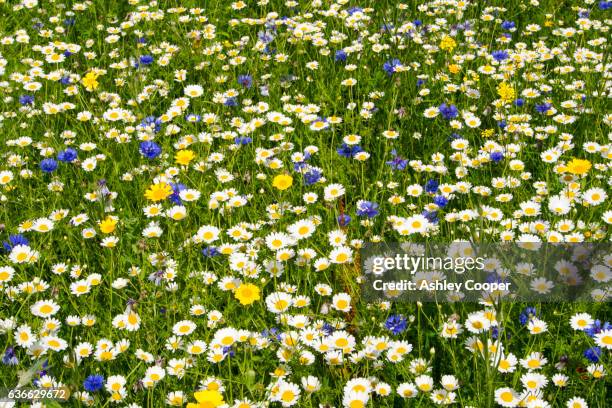 a wild flower meadow in wrexham, wales, uk. - margerite stock-fotos und bilder