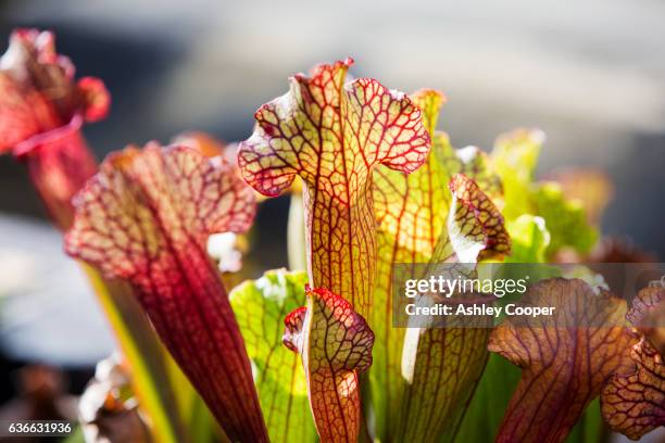 pitcher plant growing in the oxford botanic gardens, oxford, uk. - pitcher plant stock pictures, royalty-free photos & images
