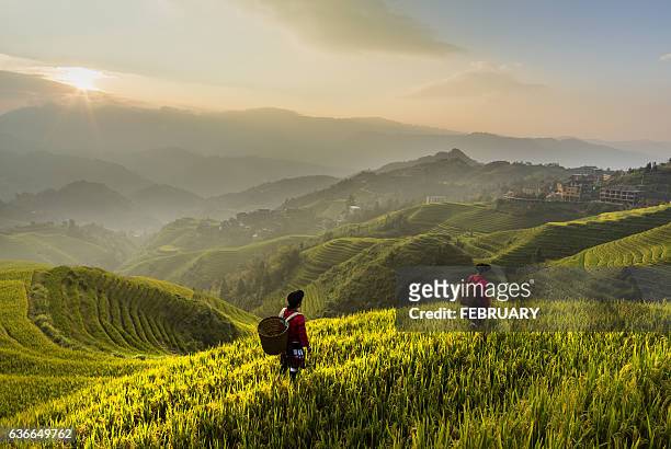 rice terraces at longji - rice paddy foto e immagini stock