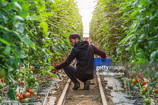 tomatoes growing in a greenhouse - aggregation stage stock pictures, royalty-free photos & images