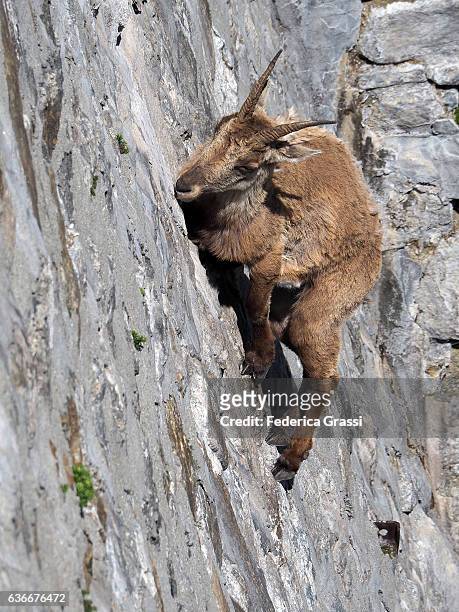 vertical image of wild ibex goat climbing on dam to lick the saltpetre - steinbock foto e immagini stock
