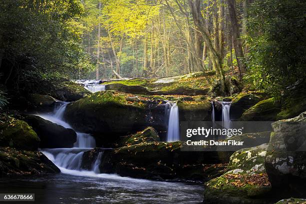 leaf-strewn stream in the smokies - gatlinburg stock pictures, royalty-free photos & images