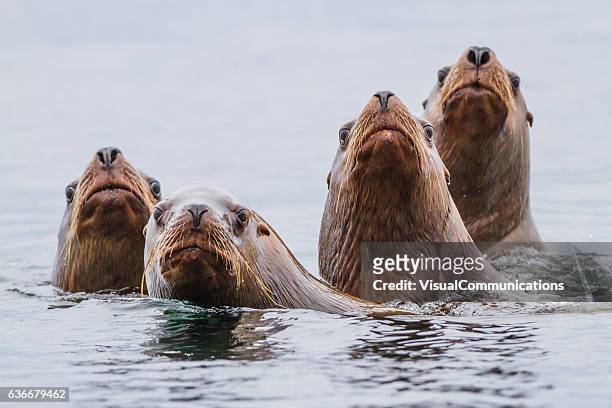 leones marinos nadando en el océano pacífico. - vancouver island fotografías e imágenes de stock