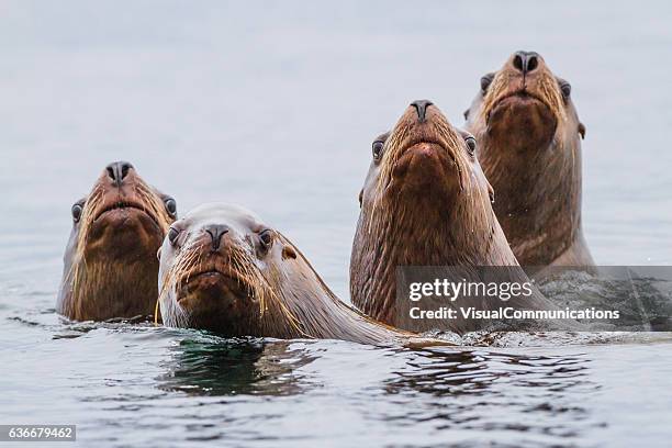 sea lions swimming in pacific ocean. - sea lion stockfoto's en -beelden