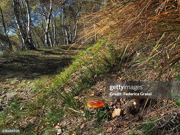 poisonous amanita muscaria mushrooms along hiking trail on mount spalavera - clostridium tetani stockfoto's en -beelden