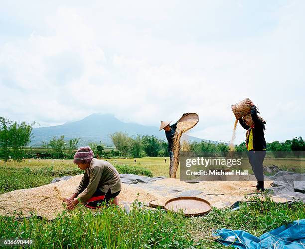 rice harvest flores - harvesting rice stock pictures, royalty-free photos & images