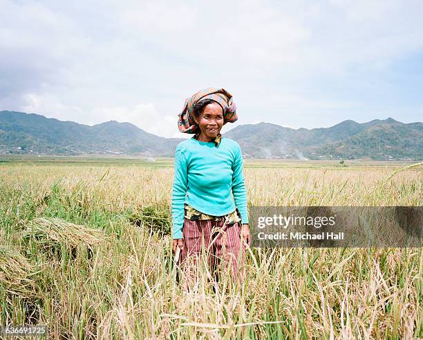 woman in ricefields - environmental stewardship stock pictures, royalty-free photos & images