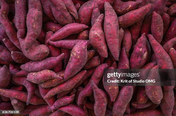 lots of sweet potatoes in harvest season - zoete aardappel stockfoto's en -beelden