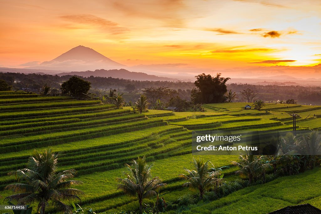 Rice terraces at sunrise, Bali, Indonesia