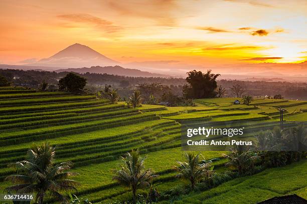 rice terraces at sunrise, bali, indonesia - reisfeld stock-fotos und bilder