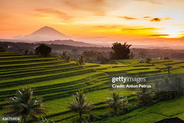 rice terraces at sunrise, bali, indonesia - indonesia photos et images de collection