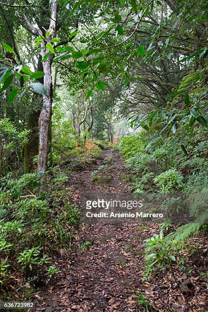laurisilva forest, anaga in tenerife, canary islands - tertiär bildbanksfoton och bilder