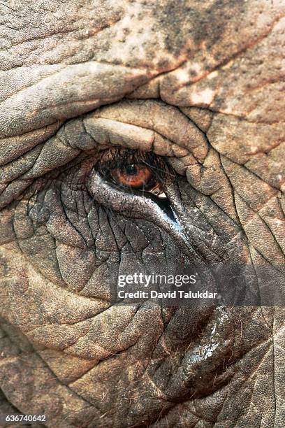 elephant eye - elephant eyes stock pictures, royalty-free photos & images