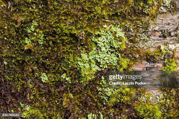 moss and lichen growing on tree trunk - lachen stock pictures, royalty-free photos & images