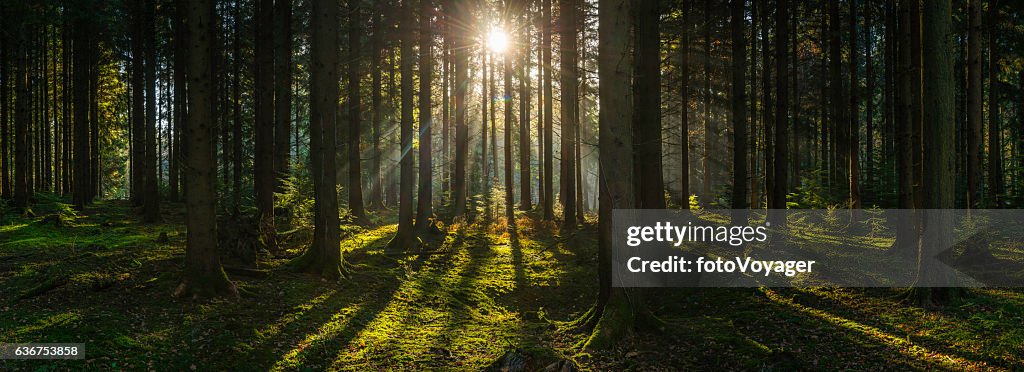 Golden sun beams streaming through idyllic wilderness pine forest panorama
