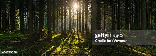 golden sun beams streaming through idyllic wilderness pine forest panorama - woodland stock pictures, royalty-free photos & images