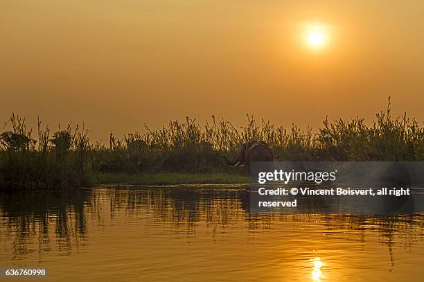 elephant at sunset on the zambezi river - zambezi river stockfoto's en -beelden