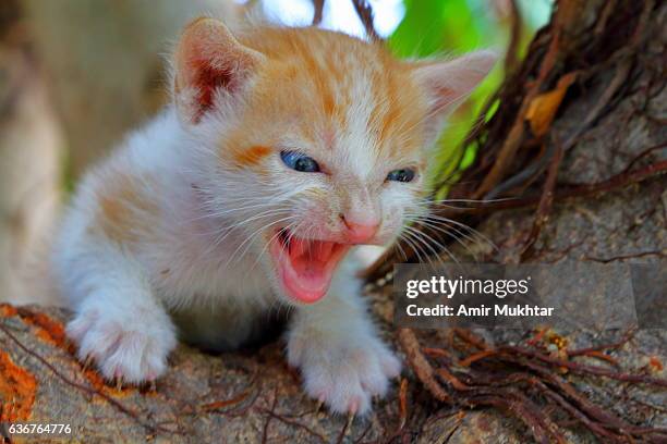 Kittens Rrii 38 Kitten Roaring Stock Photos, High-Res Pictures, and Images - Getty ...