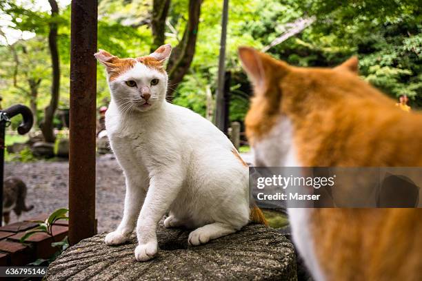 two quarreling cats - cats fighting stock pictures, royalty-free photos & images