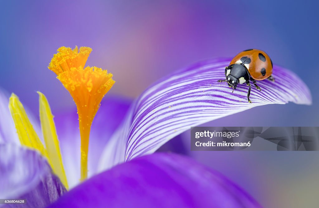 Ladybug on Saffron crocus flower