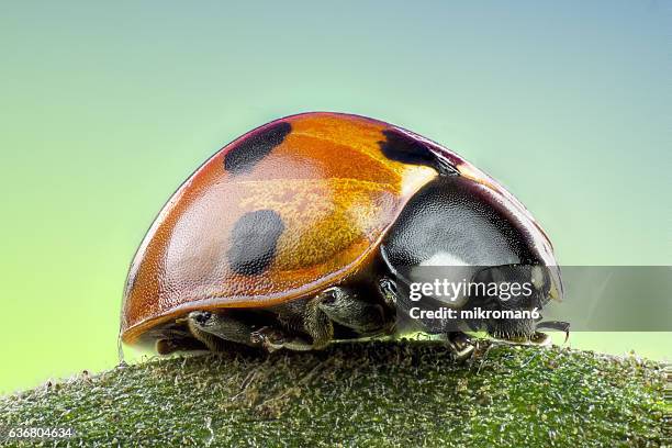 coccinella septempunctata, the seven-spot ladybird extreme close-up. - insect stock-fotos und bilder